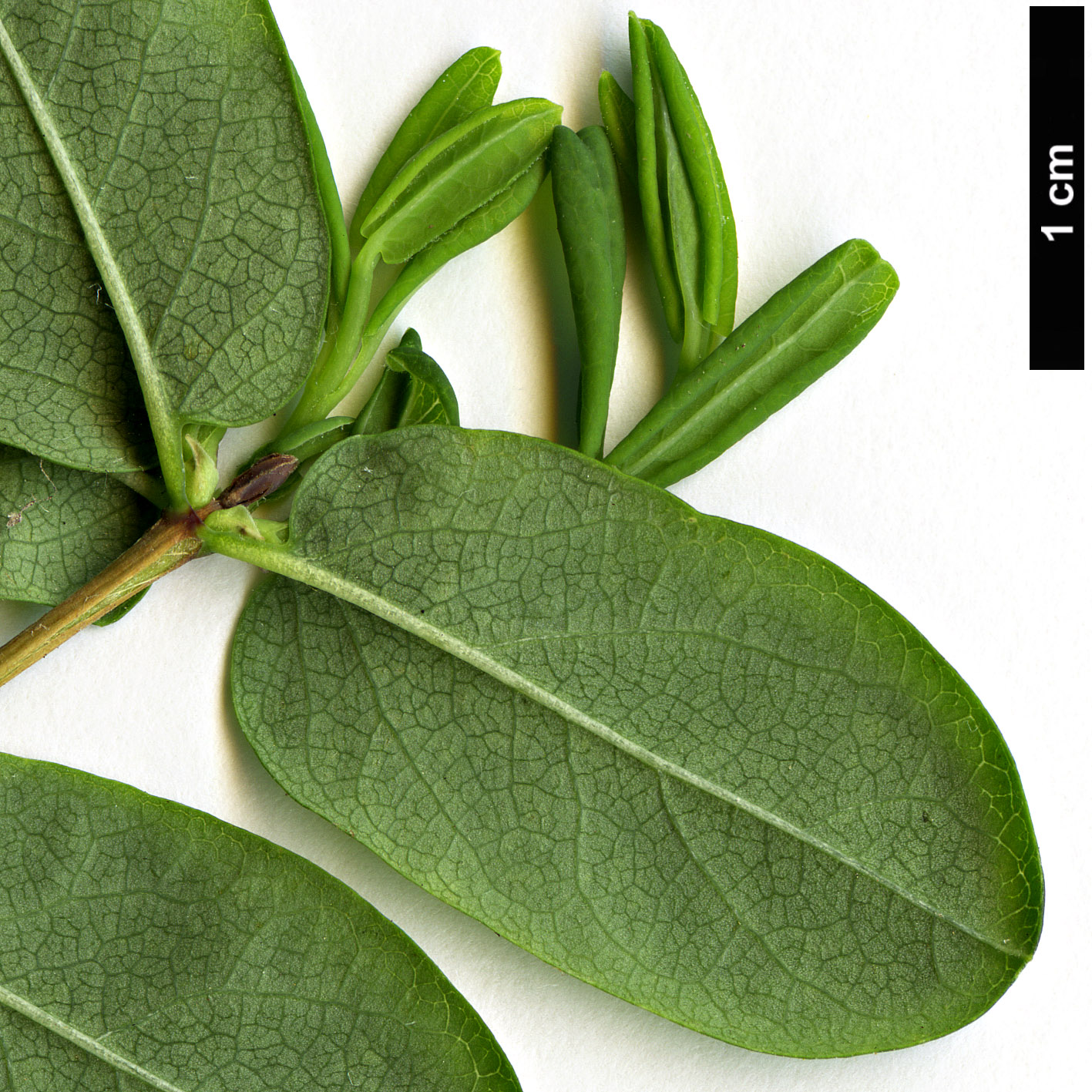 High resolution image: Family: Caprifoliaceae - Genus: Lonicera - Taxon: rupicola - SpeciesSub: var. syringantha